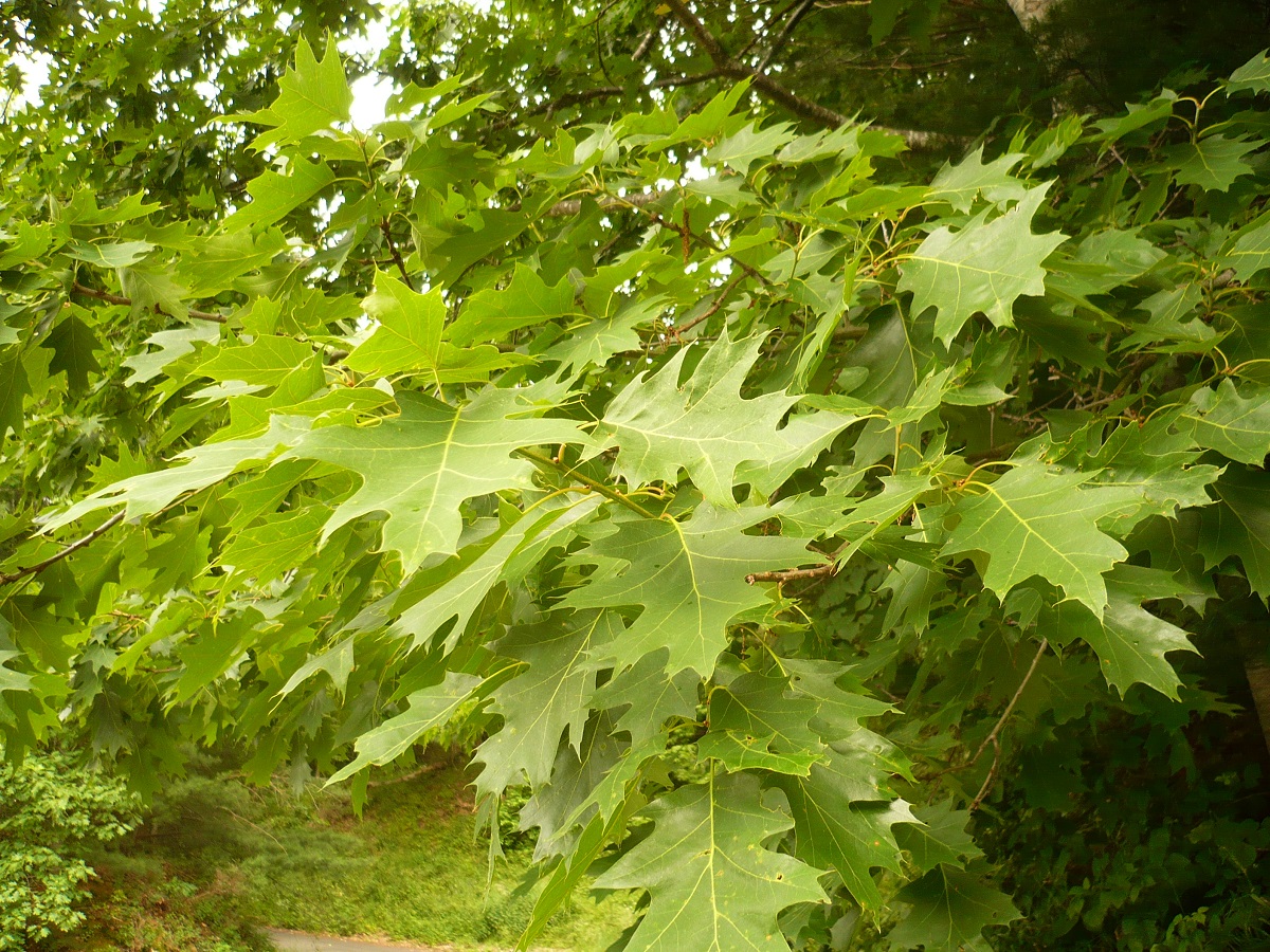Quercus rubra (Fagaceae)